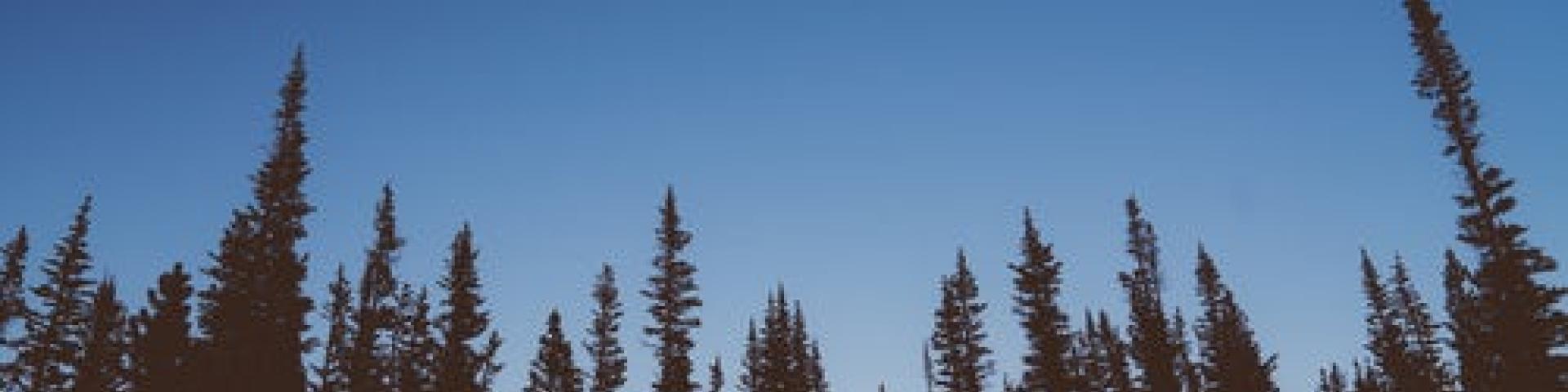 The silhouette of pine trees with blue sky in the background 
