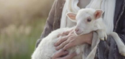LAMB Inclusive Participation Tool. Painting of a Lamb.