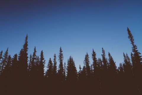 The silhouette of pine trees with blue sky in the background 